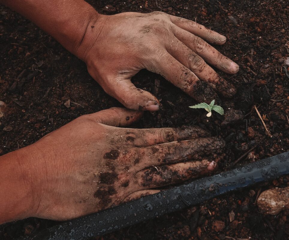 Planting herbs